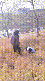 【刑狗】户外遛狗场